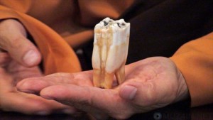 зуб будды